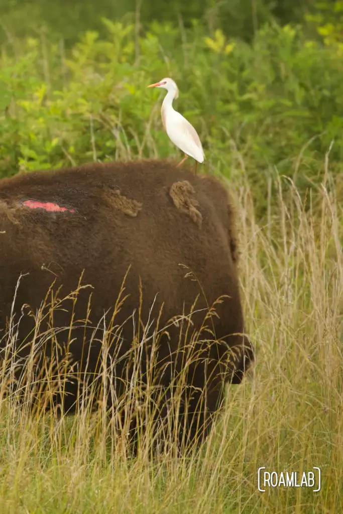 Elk And Bison Prairie Land Between The Lakes Roam Lab