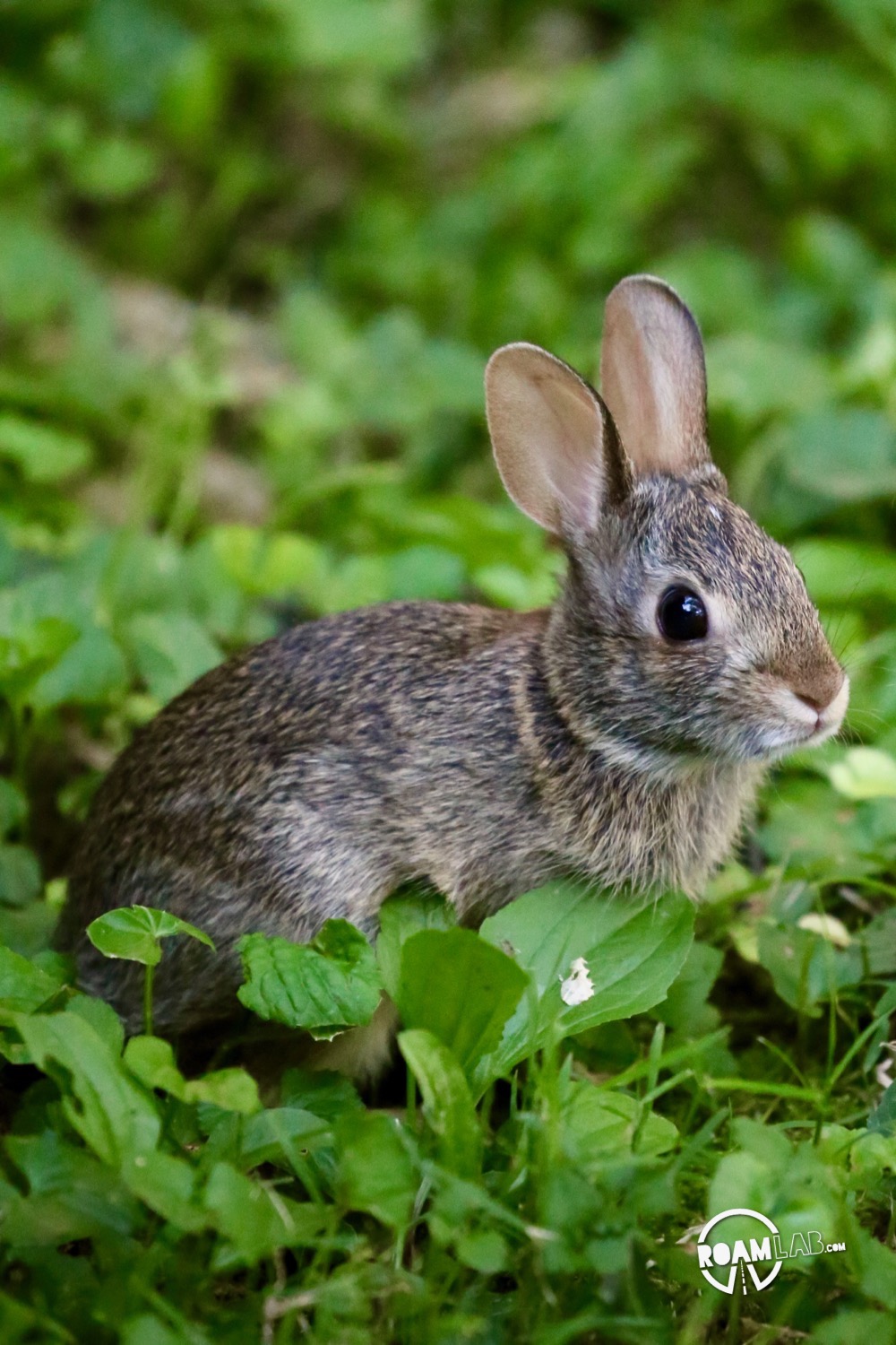 Raising 2024 cottontail rabbits