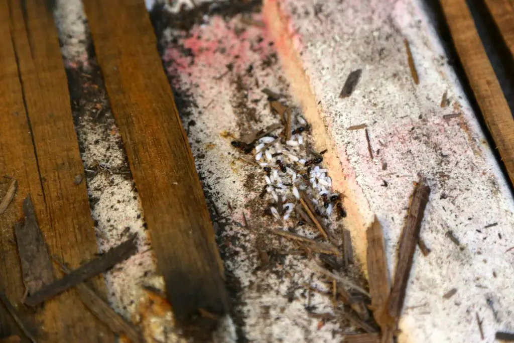 We believe in family. Family is important. Families are a foundation from which we derive our strength to take on great challenges. And that strength is what has allowed our culture to progress. We do not, however, believe in ant families. Especially squatter ant families. So this little colony of ants that had set up residence where swiftly evicted.