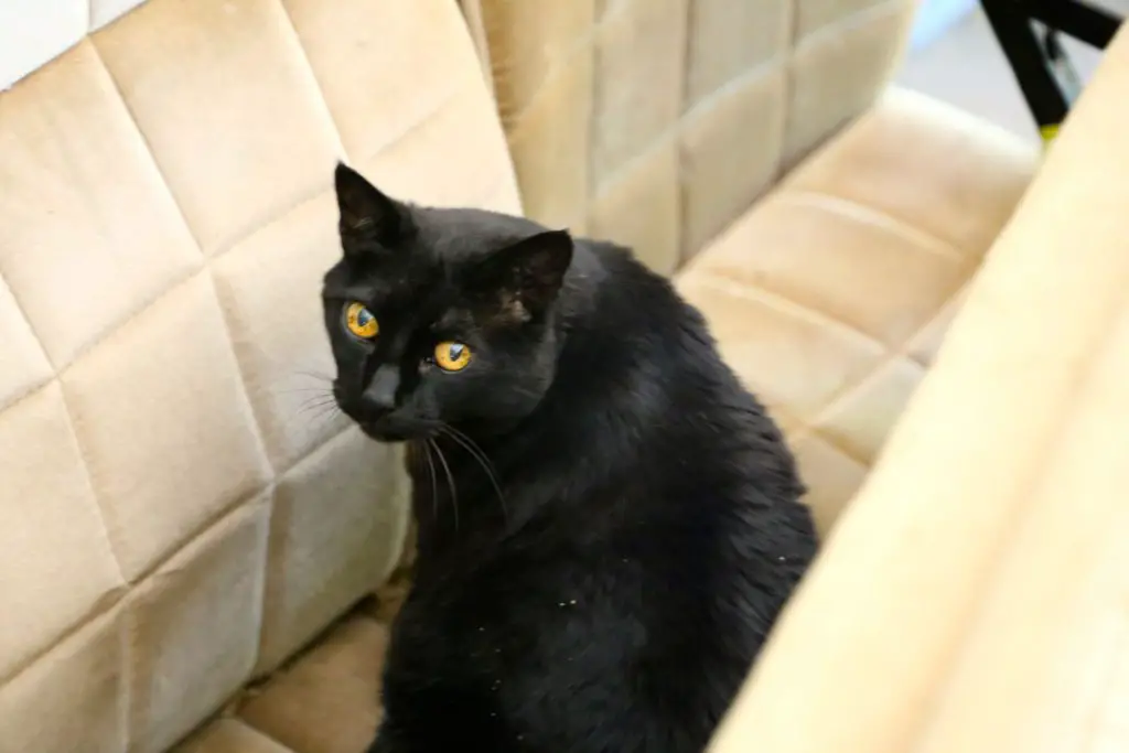The cat loved the car seats.  She loved them.  She did not want to let them go.