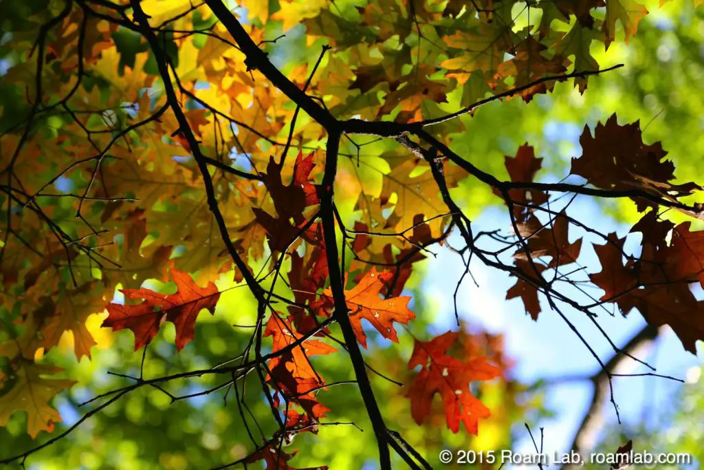 Fall colors