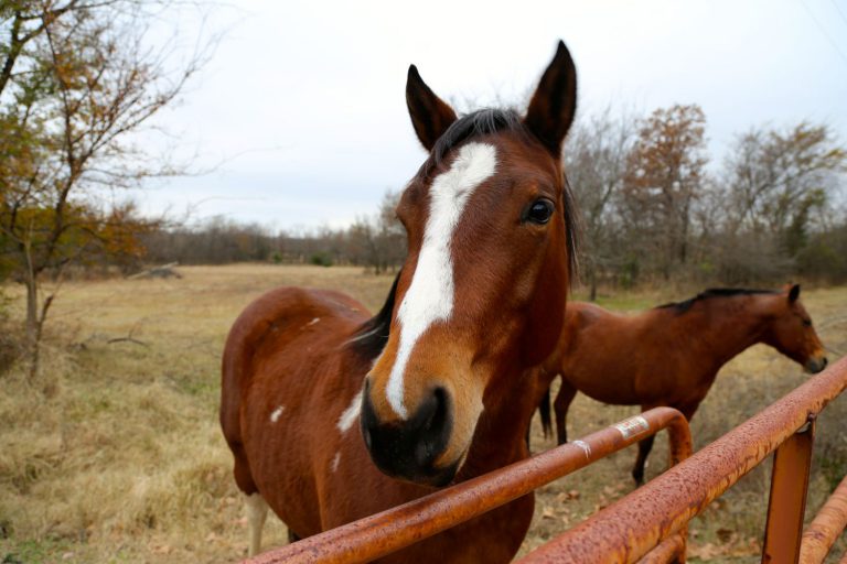 Horses roaming in Oklahoma