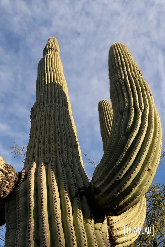 We were informed that the saguaro cactus is pronounced with a silent "g" but we don't find that to be as fun to say. The poor "g" deserves to be heard, just like all the other letters. I'm sure such policies really hurt "g's" feelings.