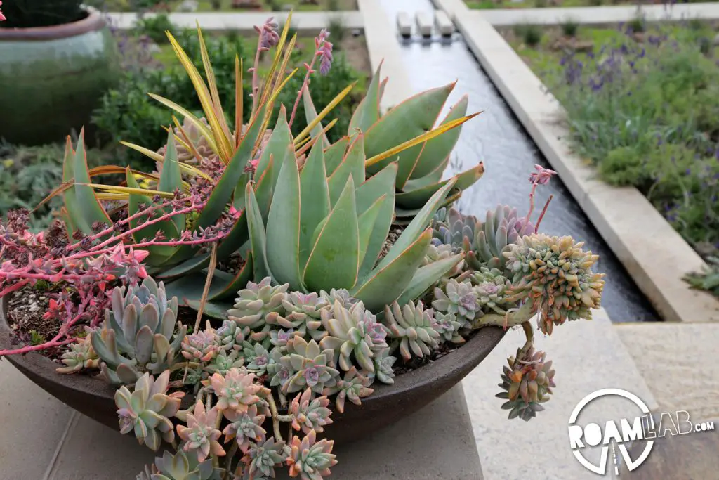 Succulents in the flow