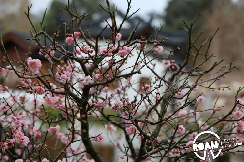 Blossoms