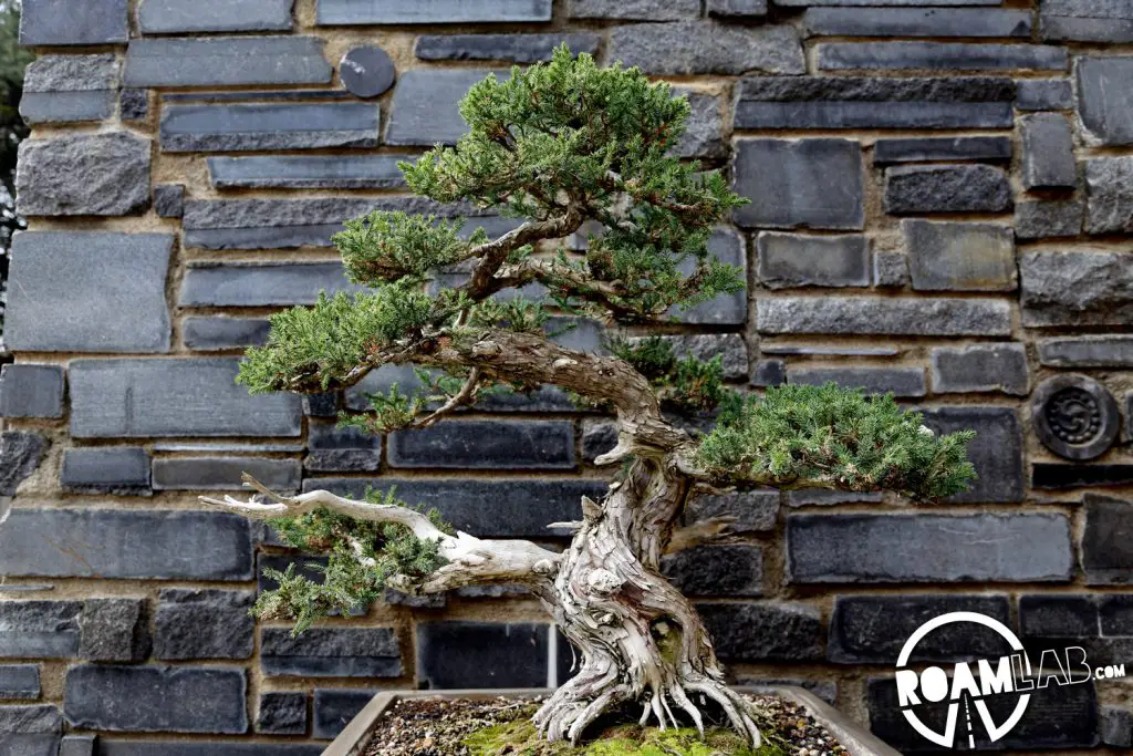 Bonsai Trees