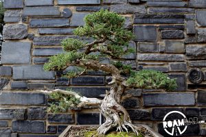 Bonsai Trees in the Huntington Gardens in Pasadena, California