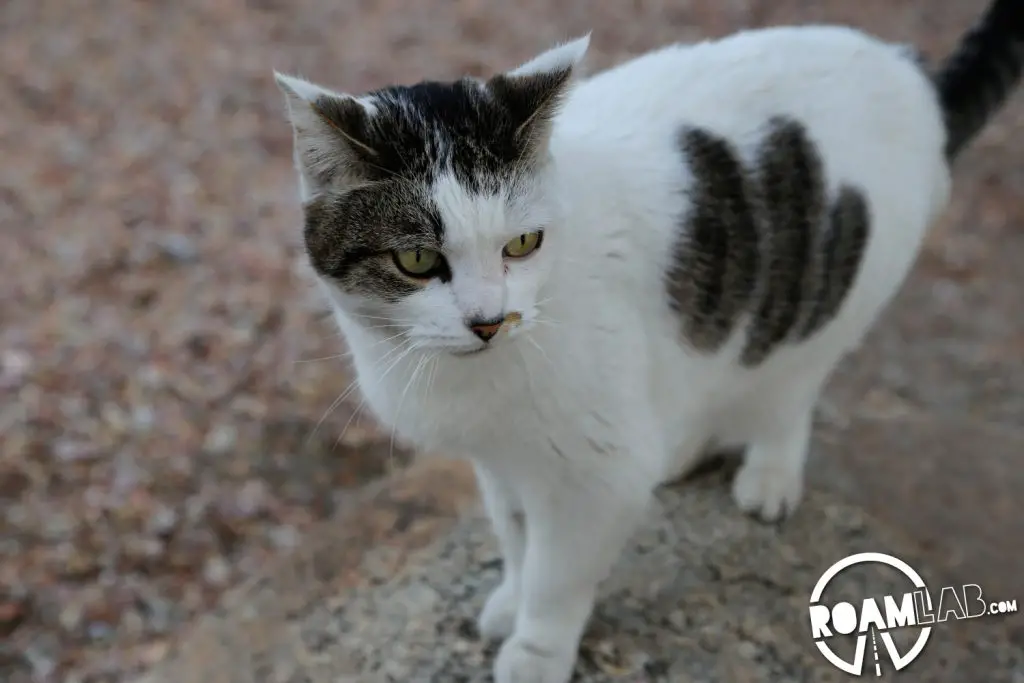 Nearby Cat