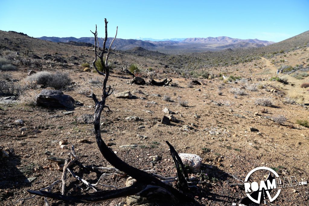 Across the wilds of Joshua Tree.