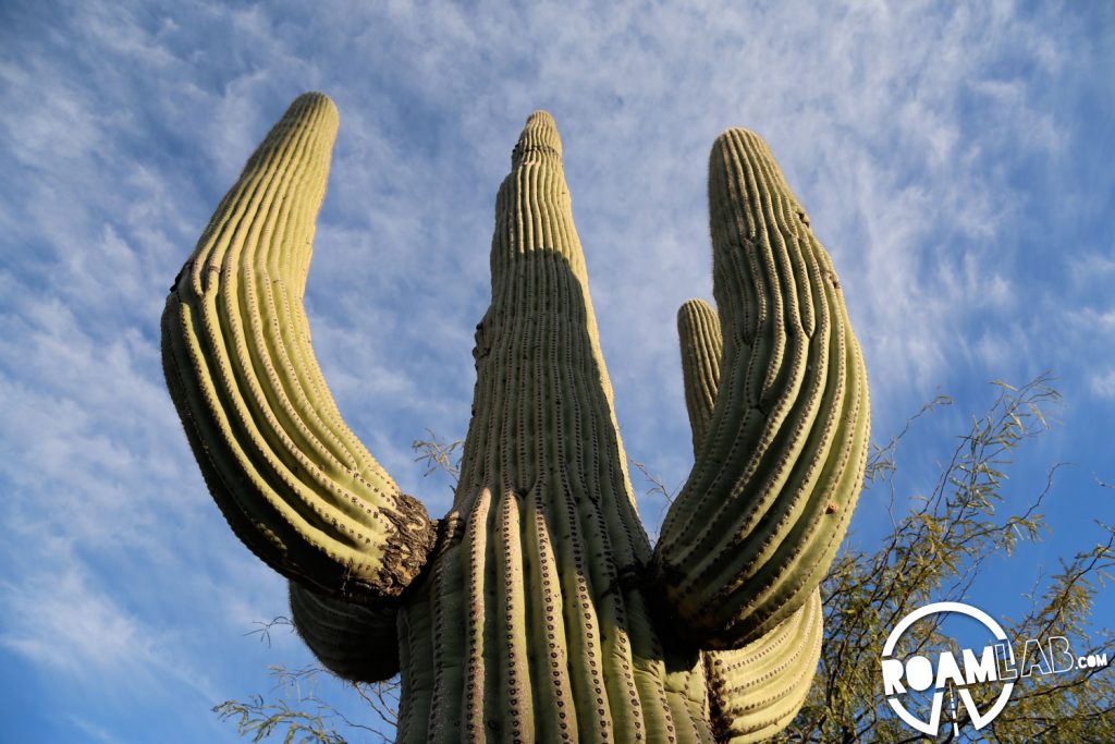 We were informed that the saguaro cactus is pronounced with a silent "g" but we don't find that to be as fun to say. The poor "g" deserves to be heard, just like all the other letters. I'm sure such policies really hurt "g's" feelings.