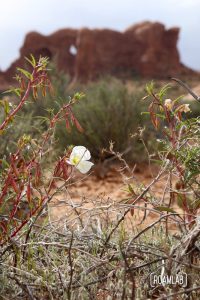 It's spring in Arches. Even in a place with such limited water, flowers still grace the land.