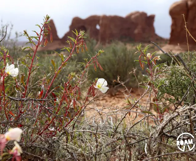 It's spring in Arches National Park. Even in a place with such limited water, flowers still grace the land.