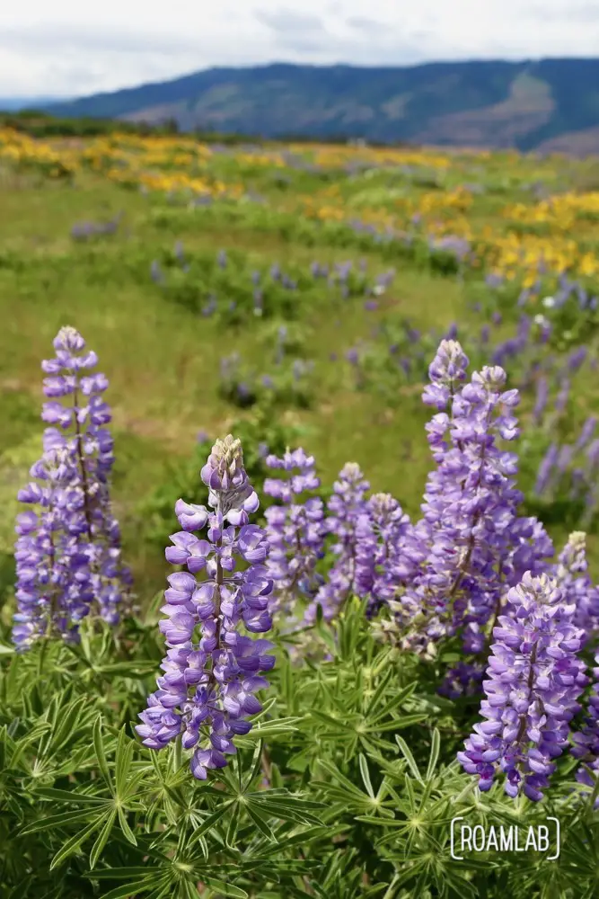 Wildflowers blooming along Oregon's Columbia River.