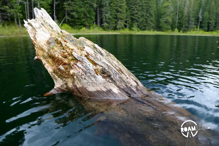 Some trees were more recent casualties that had fallen into the lake from the steep, forested banks. This one I would think is on the younger side in Clear Lake