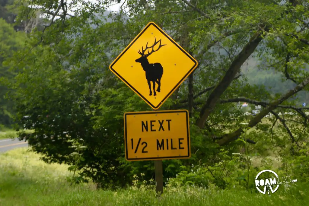Elk Crossing