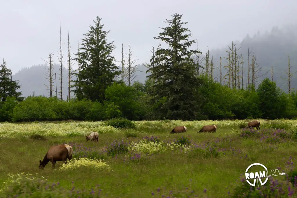 Yes, there were elk! Lots of them! I ate none of them. And that is the one downer of the story.