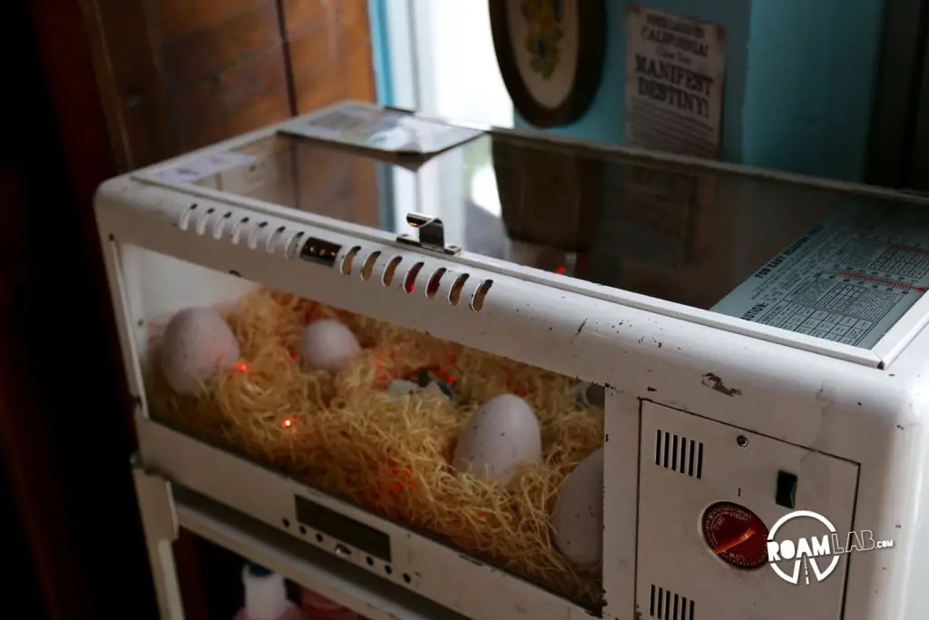 An incubator of dinosaur eggs in the travel mart. One egg is only $9.99 though I don't know when that price is, it may need to be adjusted for inflation.