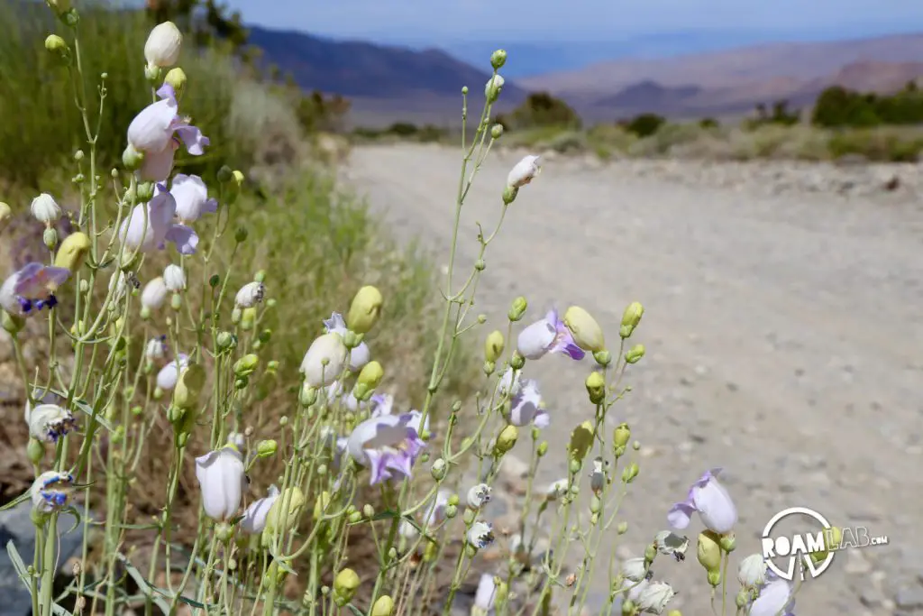 Wilde flowers blooming along a dirt road outside of Wildrose, CA.