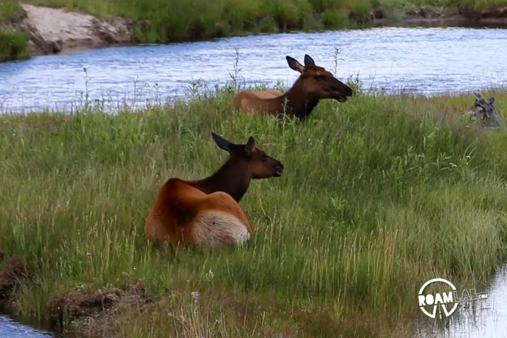 Traffic, Rangers, and Norris Geyser Basin