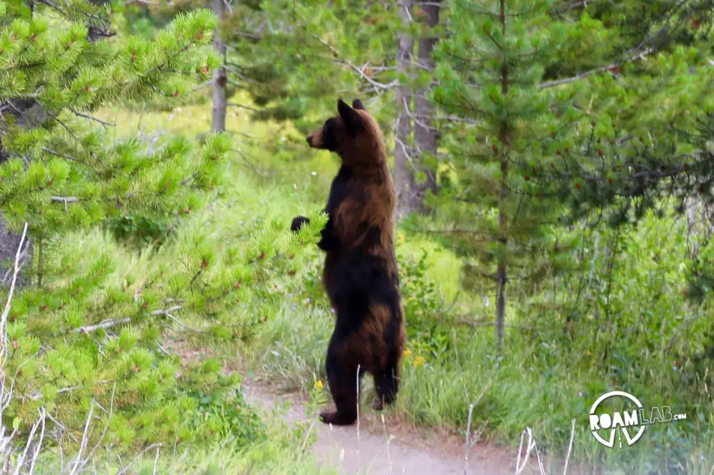 A Bear In Glacier National Park