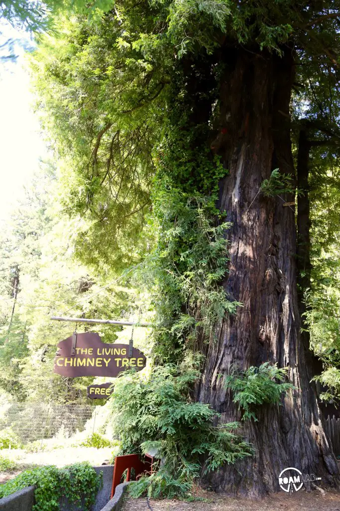 The Living Chimney Tree towers over visitors. Yet, it is completely hollow. Walk through a door to gape at the room within the tree. We could camp here!
