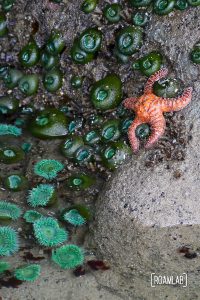 Starfish settled just above the tideline, delineated by open sea anemones below the water and closed anemones above.