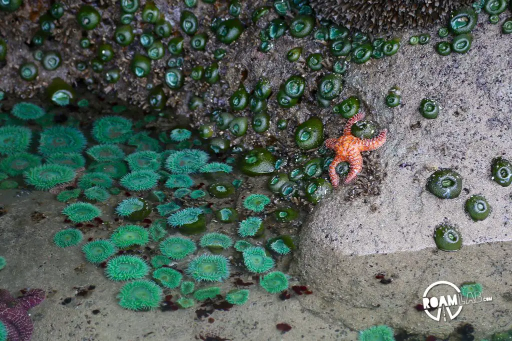Beach 4 Tide Pools