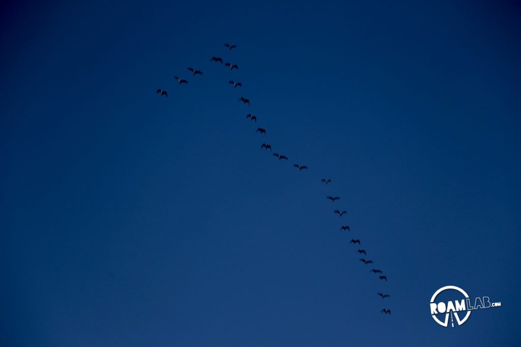 Fellow migrants and another denizen of the sky at evening.