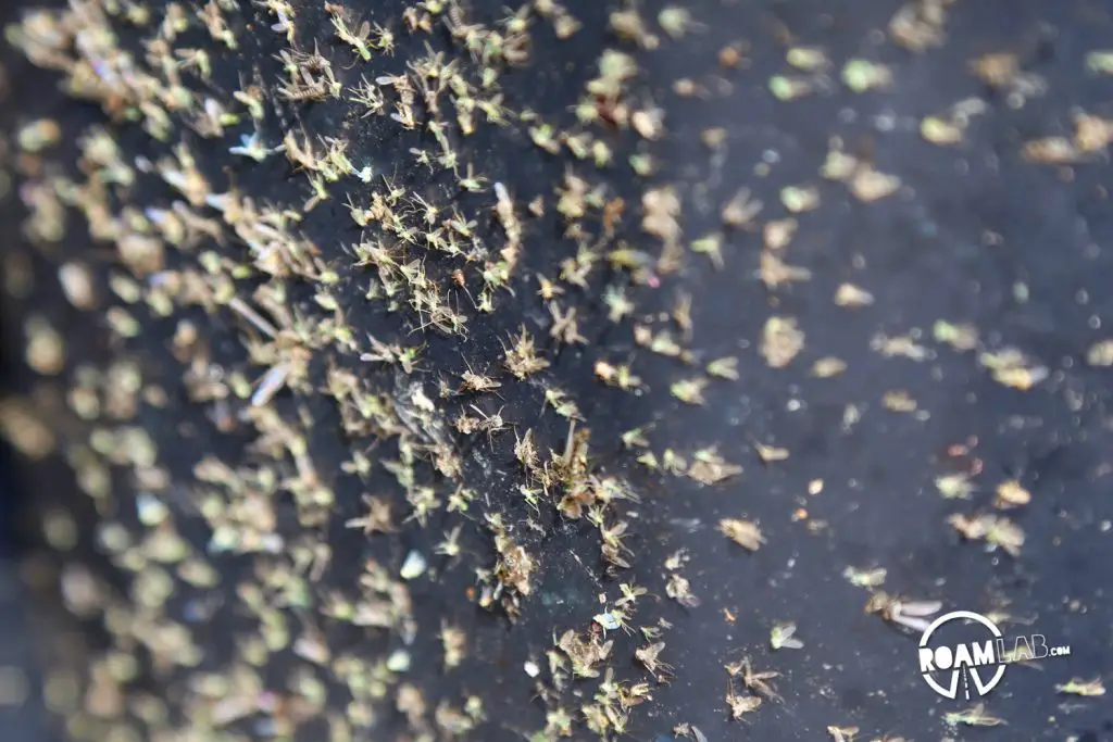 A thick deposit of sandflies on the grill of Dodgy.