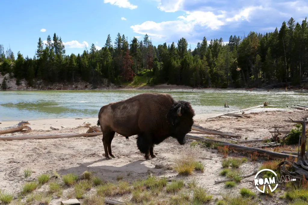 Buffalo relaxing along the walkway of the Mud Volcano Area.