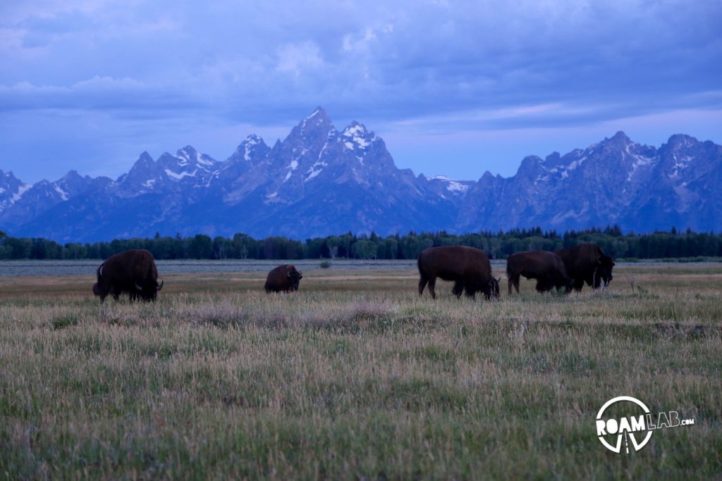 Buffalo at Sunrise in Grand Teton National Park