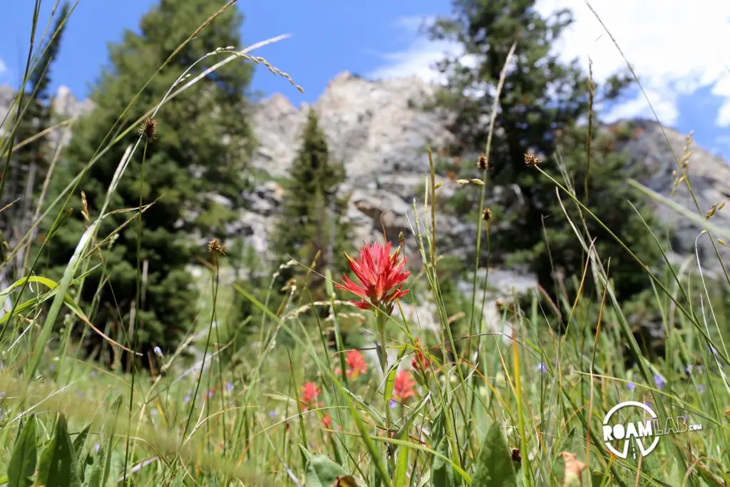 Indian Paint Brush thrives along Cascade Canyon.