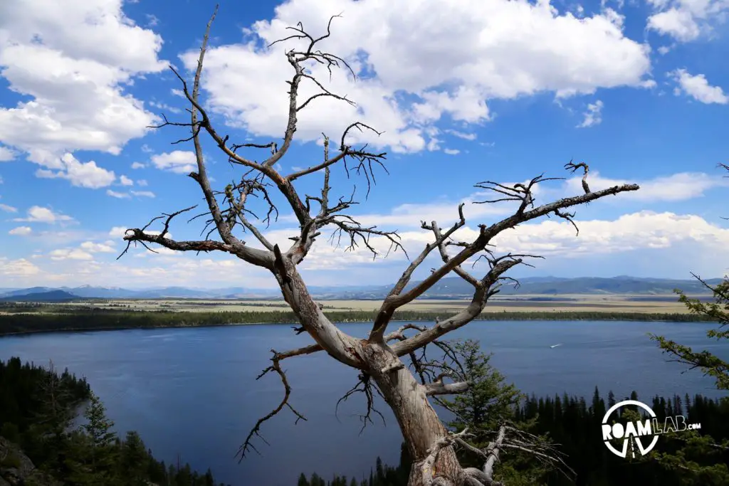 A dead tree reaches out along Inspiration Point.