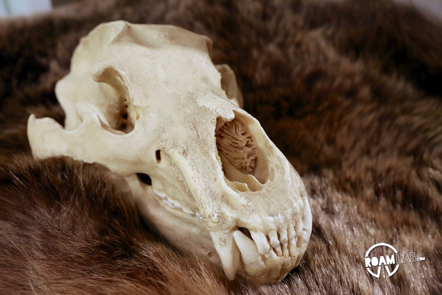 Skulls, furs, and sketches of new animals were brought back with the Corps of Discovery at the Lewis And Clark Interpretive Center