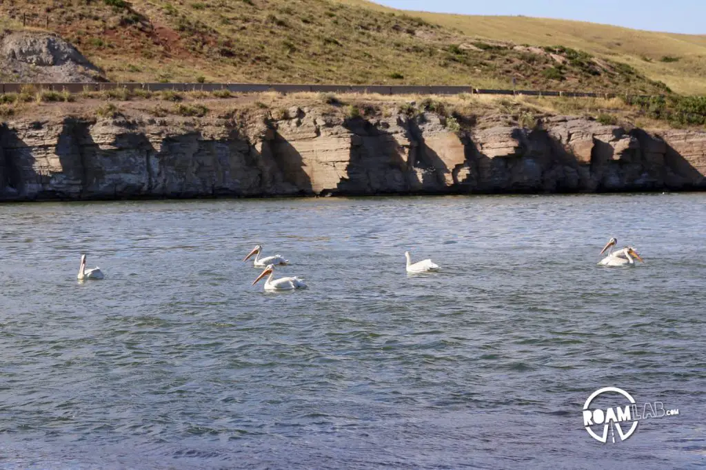 Pelicans chilling in the longest river in the US: the Missouri River.