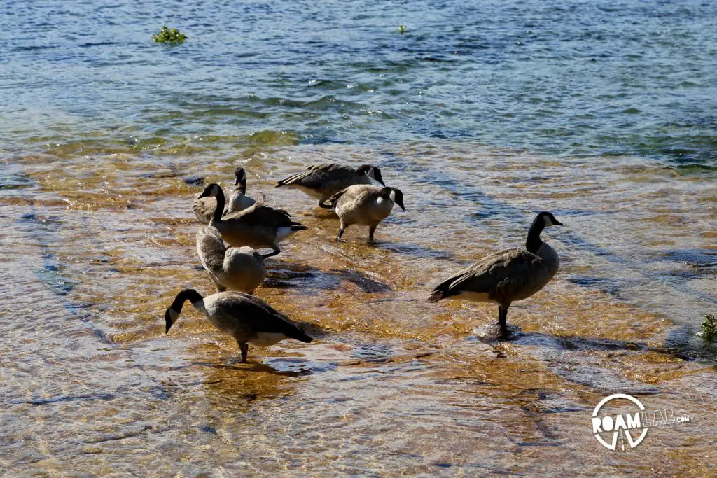 Geese waddle along the intersection of Giant Springs and the Missouri River