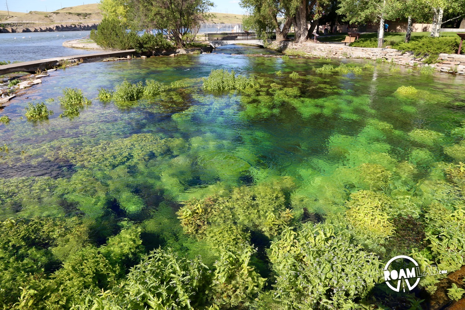 Aquatic plants flourish in the clear water of Giant Springs State Park.