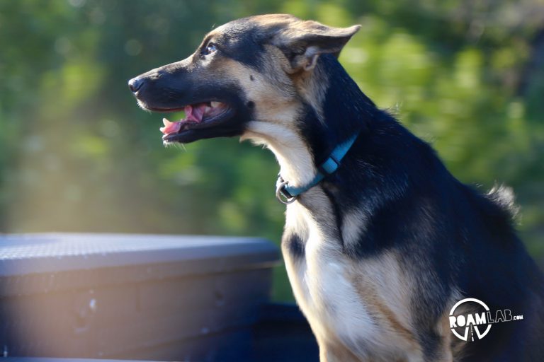 Dog on the move, relaxing in the bed of a truck.