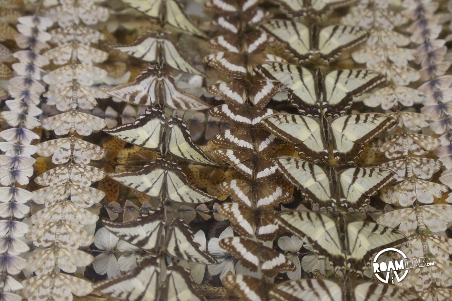 There is something profoundly Victorian about butterfly collecting. This abundance of Virginia City butterflies was collected by Sam and George Harriman and displayed in the Thompson-Hickman Museum