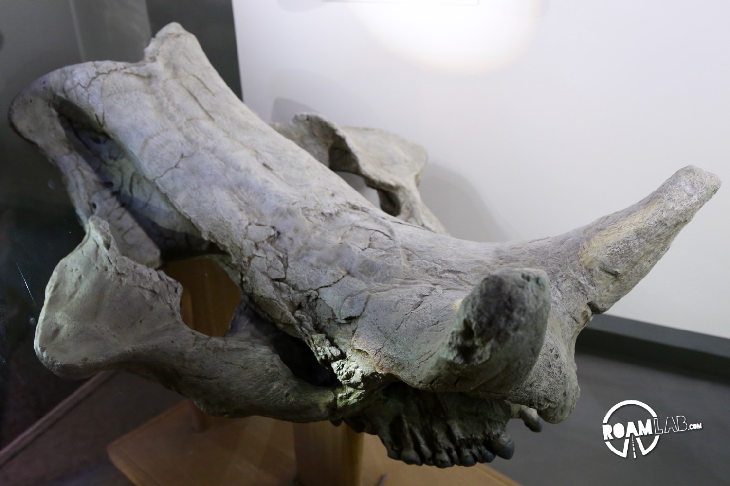 Fossilized skull of a large, pig-like animal known as the Archaeotherium at the Badlands National Park.