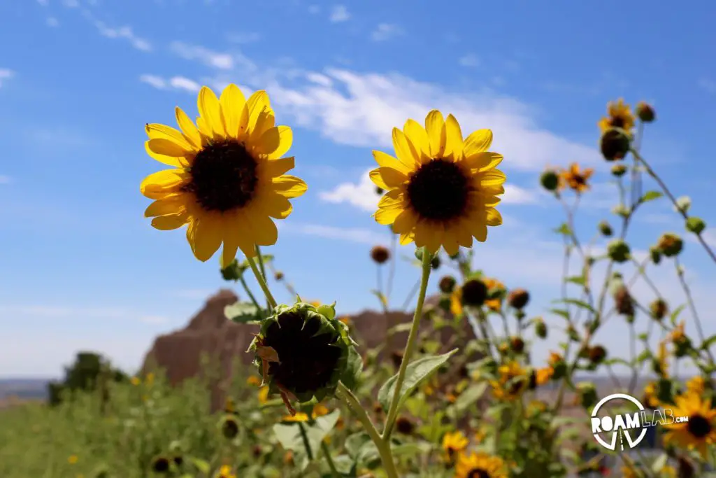 Even in the heart of summer, some hearty flowers continue to bloom.