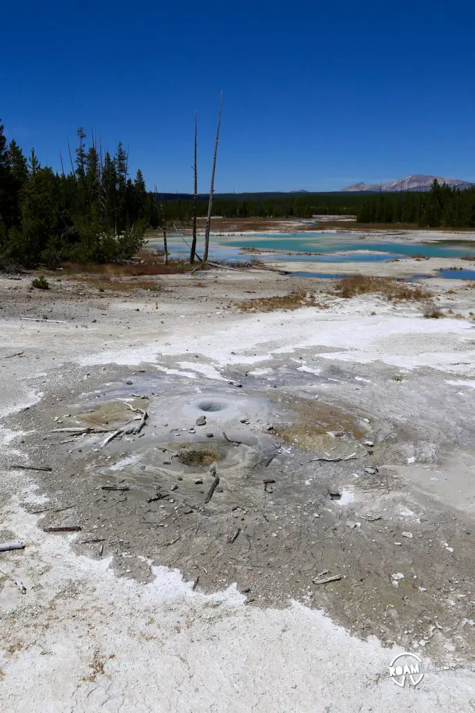 Boiling bubbles of mud popping to the surface of Porcelain Basin in Norris Geyser Basin.