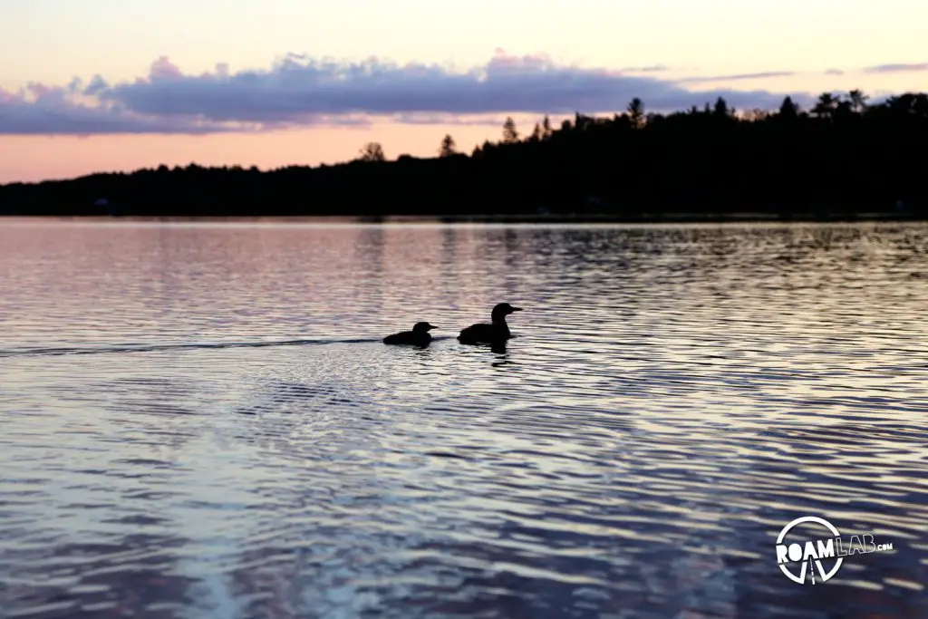 Unfortunately, I never got terribly close to any loons but I certainly could hear their haunting calls clearly.