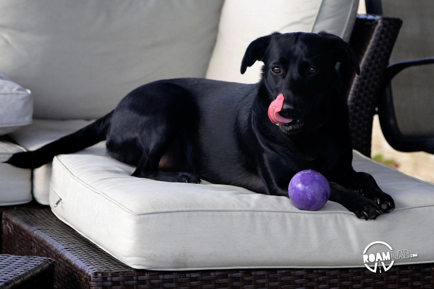 Black dog with purple ball