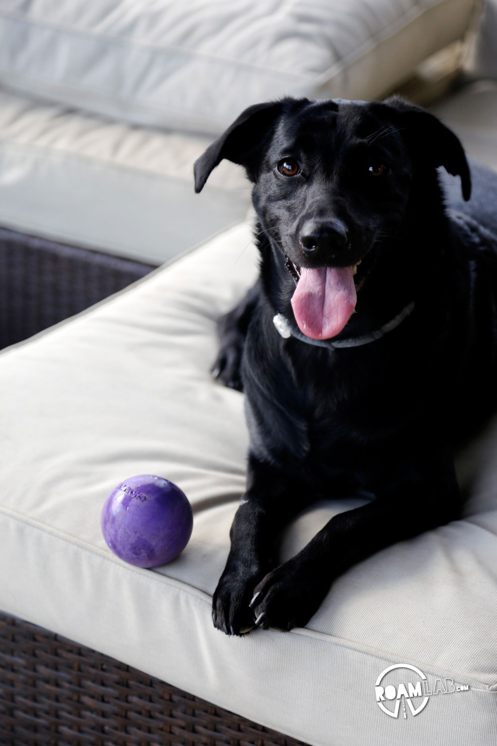 black dog with purple ball