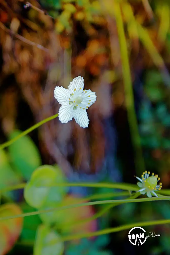 A delicately blooming flower sprouting from a wall of stone along the Blue Ridge Parkway.