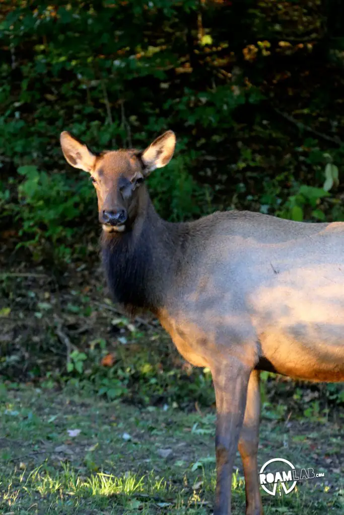 Elk pausing along the roadside for a morning snack in the Great Smoky Mountains National Park