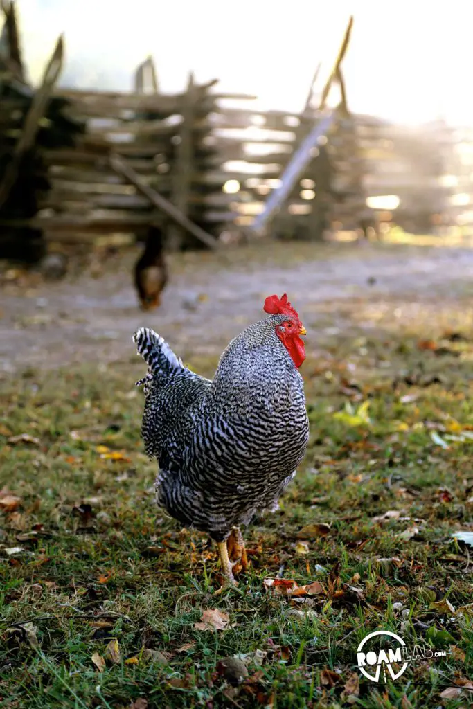 It's dawn and the rooster is out, doing his thing at the Mountain Farm Museum in the Great Smoky Mountains National Park