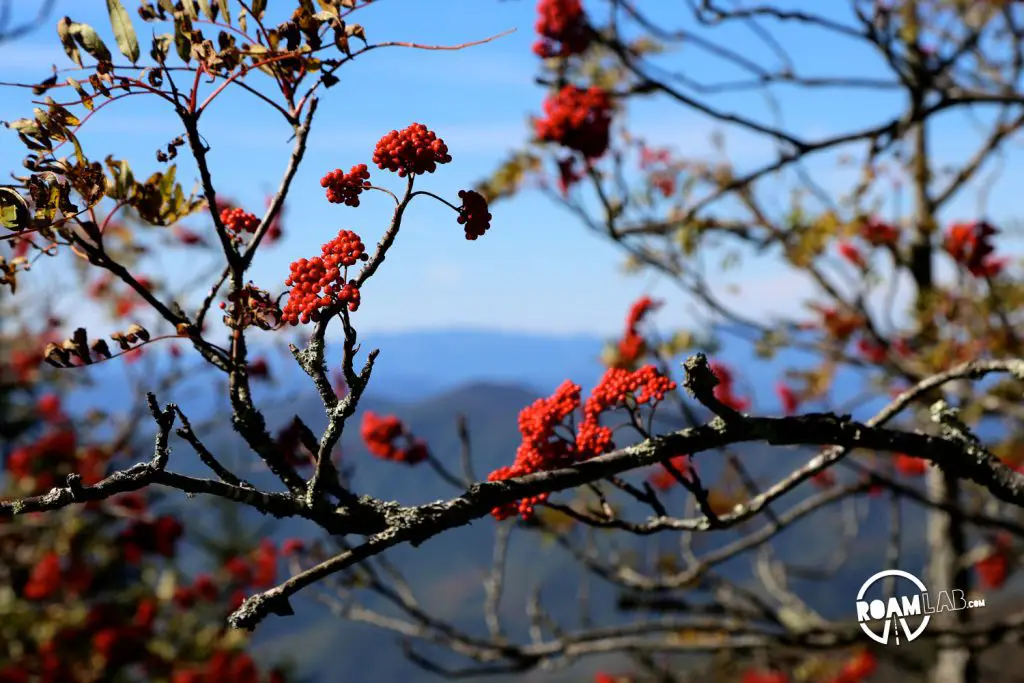 The hike to the top of Clingman's Dome may be steep but the end is an amazing vista of the Great Smoky Mountains National Park.