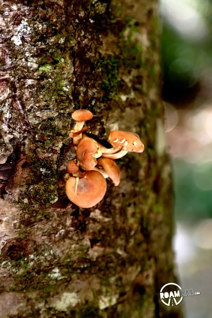 Mushrooms flourish in the shaded cover of the first portion of the Alum Cave Trail in the Great Smoky Mountains National Park.